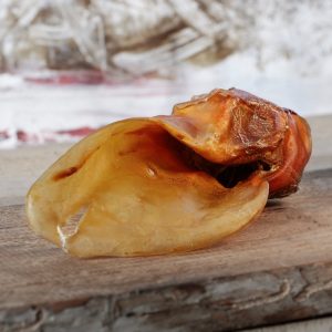 Barfgold Rinderohr mit Muschel, ohne Fell 1 Stück